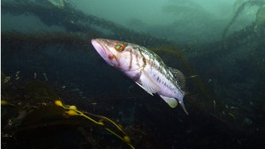 Bass California 2